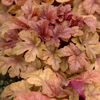 Heucherella 'Buttered Rum'