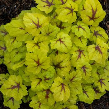 Heucherella 'Catching Fire' PPAF