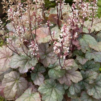 Heucherella 'Cracked Ice'