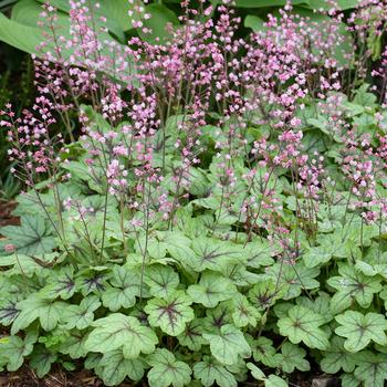 Heucherella 'Pink Fizz' PP26947