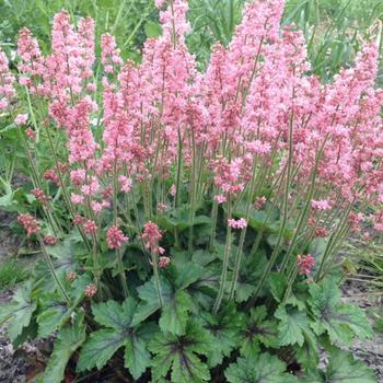 Heucherella 'Pink Revolution' PPAF