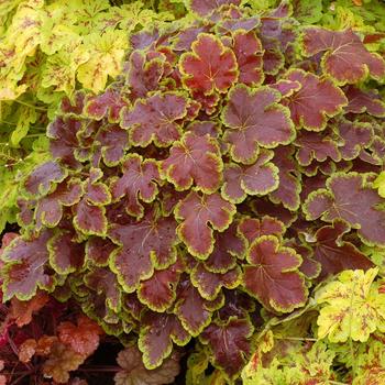 Heucherella 'Solar Eclipse'