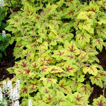 Heucherella 'Stoplight' PP16835