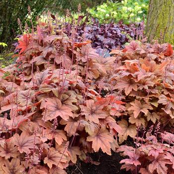 Heucherella 'Sweet Tea'