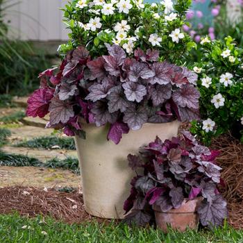 Heucherella 'Twilight'