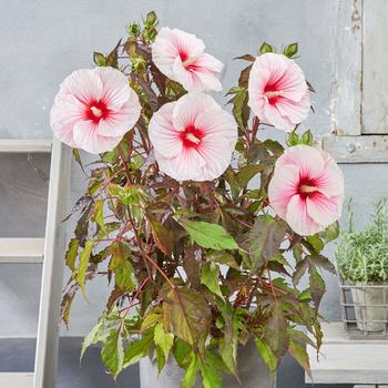 Hibiscus moscheutos Carousel™ 'Pink Candy'