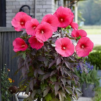 Hibiscus moscheutos 'Pink Passion' 