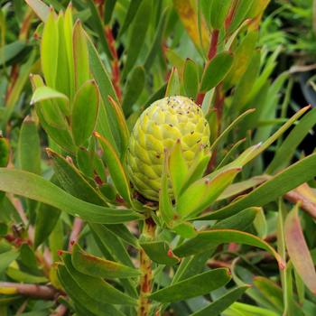 Leucadendron 'Inca Gold' 