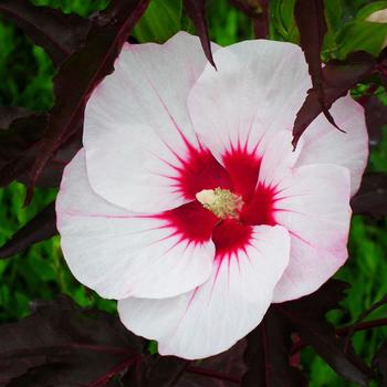 Hibiscus moscheutos 'Tahi56' PP28410