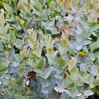 Eucalyptus 'Moon Lagoon' 