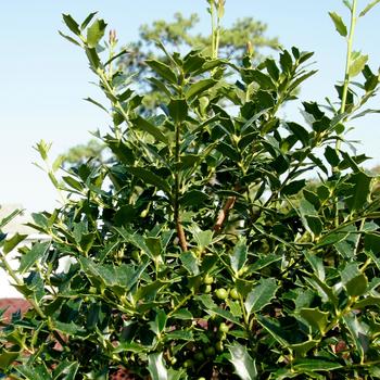 Ilex 'Christmas Jewel®'