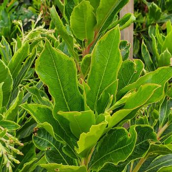 Arbutus 'Spring Frost' 