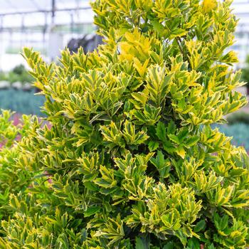 Ilex 'Magden' PP30451