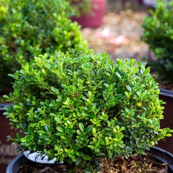 Ilex crenata 'BLHO2' PPAF