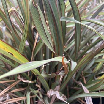 Phormium tenax 'Surfer' 