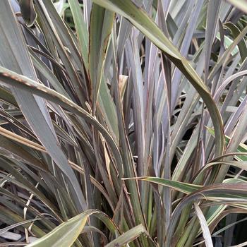 Phormium 'Ed Carman' 