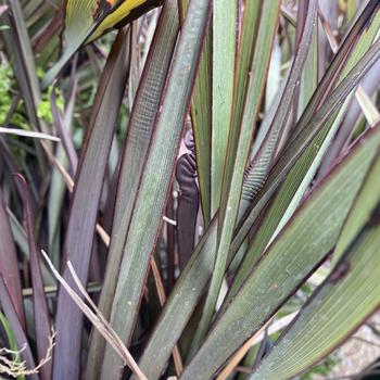 Phormium colensoi 'Chocolate Baby' 