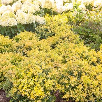 Ilex crenata 'Touch of Gold®'