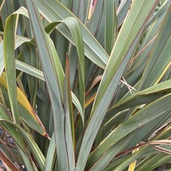 Phormium 'Carousel' 