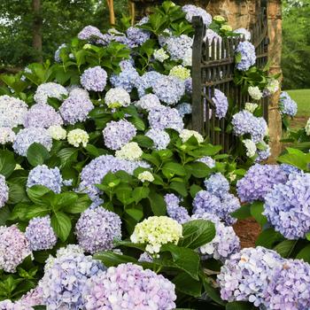 Hydrangea macrophylla 'Dear Dolores®'