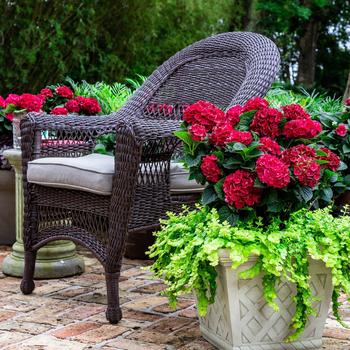 Hydrangea macrophylla 'Heart Throb®' (184308)