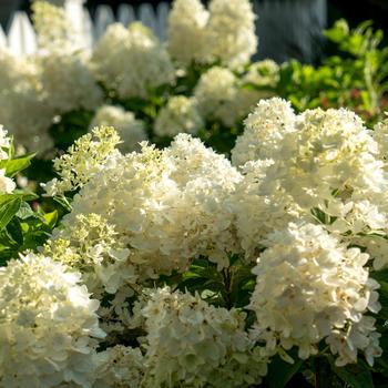 Hydrangea paniculata 'Moon Dance®'