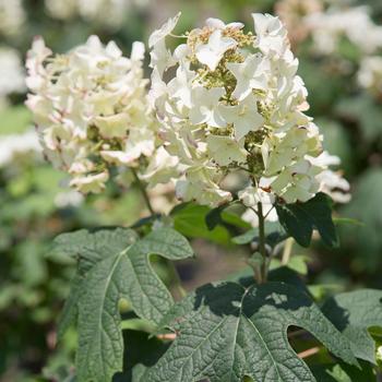 Hydrangea quercifolia 'Semmes Beauty' 