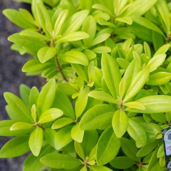 Illicium parviflorum 'Florida Sunshine'