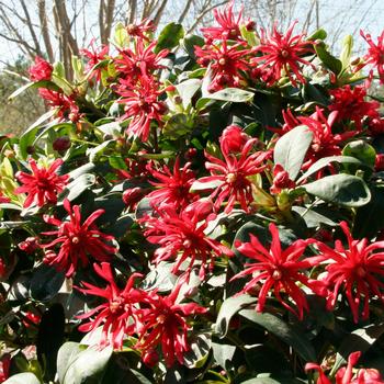 Illicium floridanum 'Miss Scarlett®'