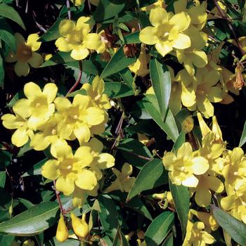 Gelsemium sempervirens '' (184331)
