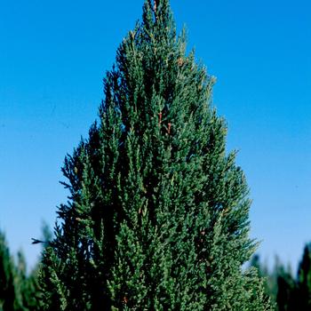 Juniperus chinensis 'Blue Point'