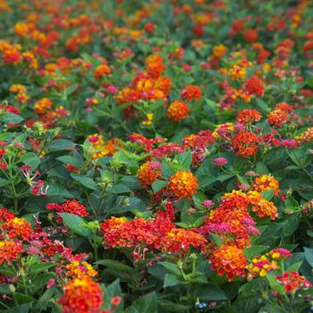 Lantana camara 'Manuel Red' PP25955