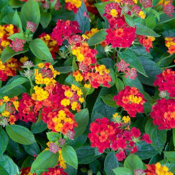 Lantana camara Little Lucky™ 'Red'