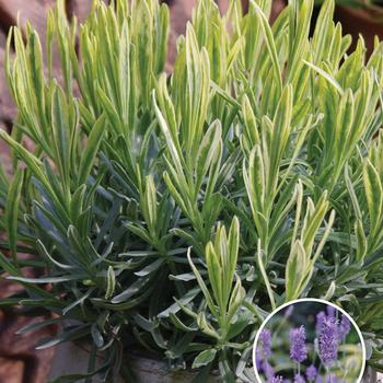 Lavandula x allardii 'Meerlo'