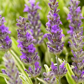 Lavandula angustifolia 'Platinum Blonde™' 'Momparler' PP23834