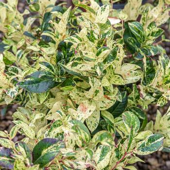 Leucothoe axillaris 'SR2020' 