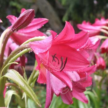 Crinum 'Ellen Bosanquet'