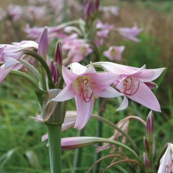 Crinum powellii 'Roseum' 