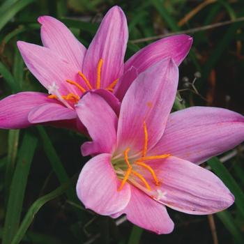 Zephyranthes 'Pink Rain' 