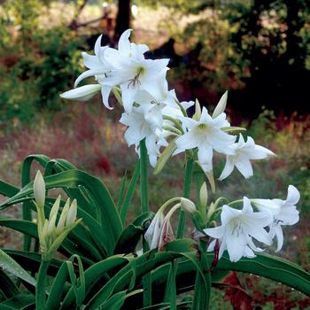 Crinum powellii 'Album' 