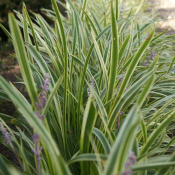 Liriope muscari 'Marc Anthony®'