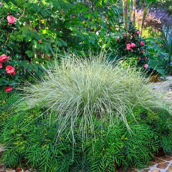 Lomandra longifolia 'Platinum Beauty™'