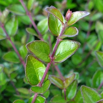 Lonicera nitida Garden Cloud® 'Copper Glow'