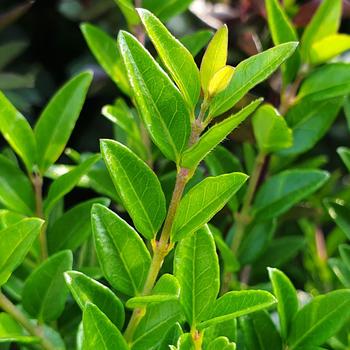 Lonicera nitida Garden Cloud® 'Green Breeze'