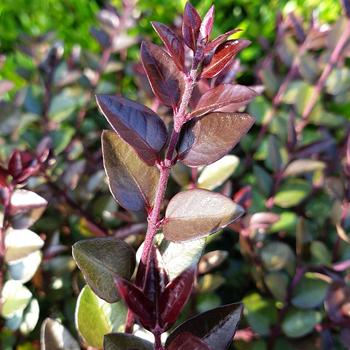 Lonicera nitida Garden Cloud® 'Purple Storm'