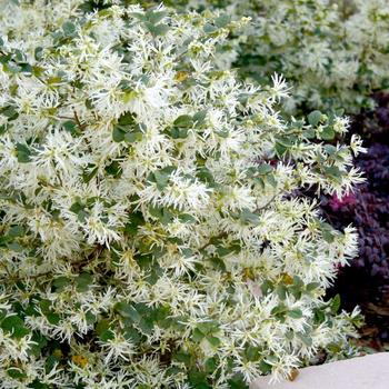 Loropetalum chinense 'Shang-white' 