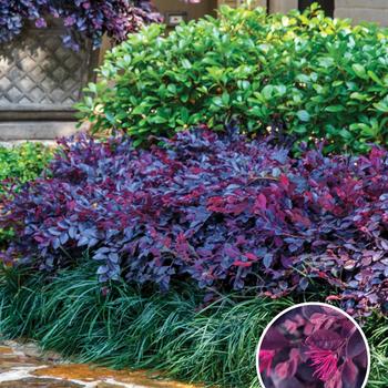 Loropetalum chinense 'Purple Daydream®'