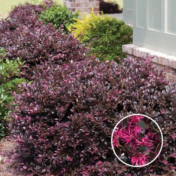 Loropetalum chinense 'Purple Diamond®'