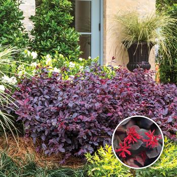 Loropetalum chinense 'Red Diamond™'