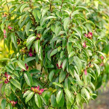 Magnolia 'Stellar Ruby' PP29778